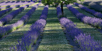 Lavender field, Randle, Washington