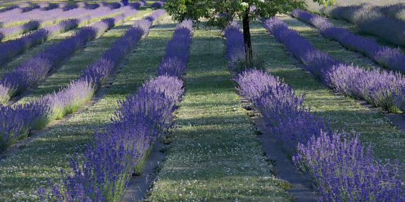 Lavender field, Randle, Washington