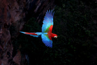 Red-and-Green Macaw in flight, Buraco das Araras sinkhole, south Pantanal