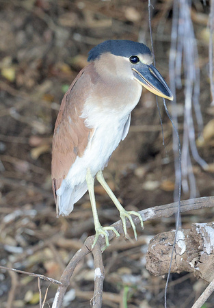 Boat-billed Heron, Cuiaba River, north Pantanal