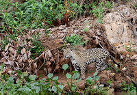 Jaguar in shoreline habitat, Cuiaba River, north Pantanal