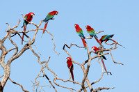 Red-and-Green Macaws perched, Buraco das Araras sinkhole, south Pantanal