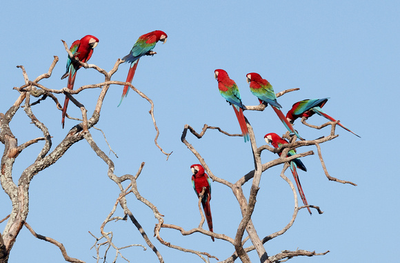 Red-and-Green Macaws perched, Buraco das Araras sinkhole, south Pantanal