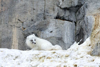 Arctic fox on cliff, Svalbard (2024)