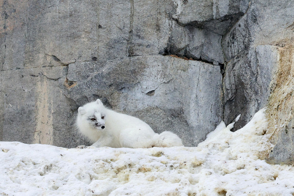 Arctic fox on cliff, Svalbard (2024)