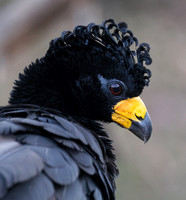 Bare-faced Currasow male portrait, south Pantanal