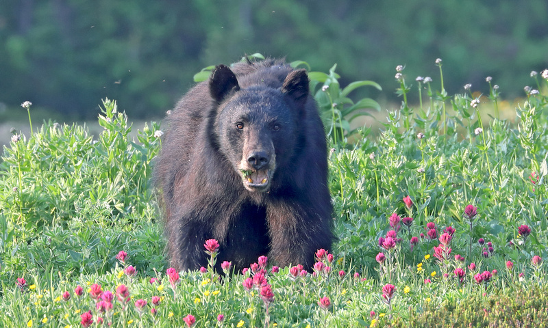 Tom Kogut Photography | Pacific Northwest: Wildlife (except Birds)