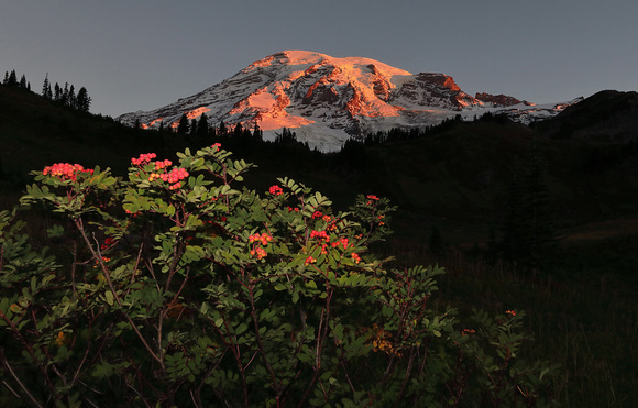 Sunrise on Rainier with mountain-ash berries, Mt. Rainier NP