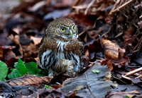 Northern Pygmy-owl with Pine Siskin prey, Packwood, Washington