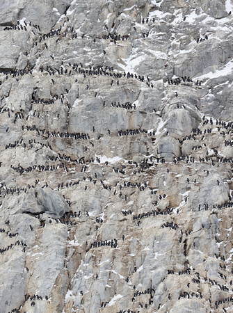 Thick-billed Murre nesting colony at Alkefjellet, Svalbard