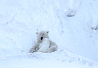 Polar bear female snuggling with cub, Svalbard, Norway