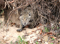Jaguar sneaking in to the open, Cuiaba River, north Pantanal