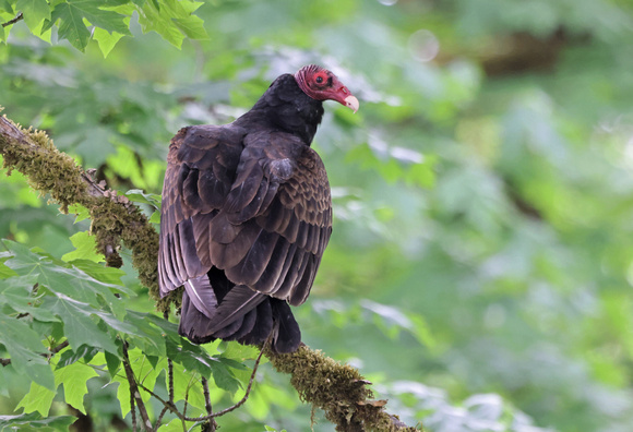 Turkey Vulture perched in maple tree, western Washington