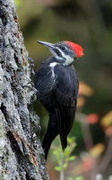 Pileated Woodpecker juvenile on Douglas-fir tree, Packwood, Washington