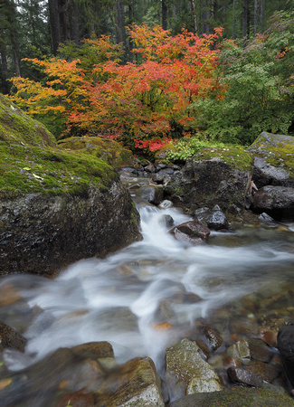 Fall color along Skate Creek (vertical), Gifford Pinchot National Forest, Washington