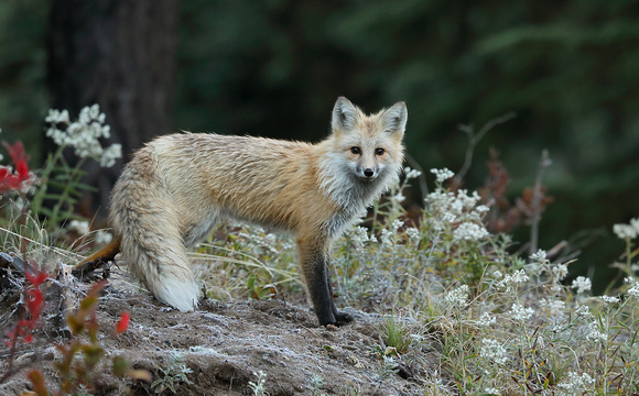 Cascade red fox, Mt. Rainier National Park.