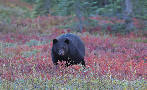 Black bear and fall colors, Mt. Rainier National Park, Washington