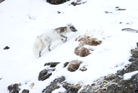 Arctic fox, shedding it's winter coat, on the move, Svalbard (2024)