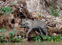 Jaguar hunting along Cuiaba River shoreline, north Pantanal