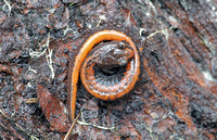 Larch Mountain Salamander (Plethodon larselli), Gifford Pinchot National Forest, Washington