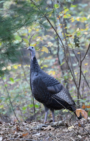 Wild Turkey (vertical), Beacon Falls, Connecticut