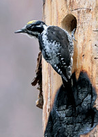 American Three-toed Woodpecker male perched at nest hole, eastern Washington