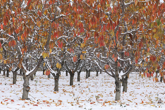 Apple orchard in autumn, eastern Washington