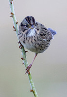 Lincoln's Sparrow, Packwood, Washington
