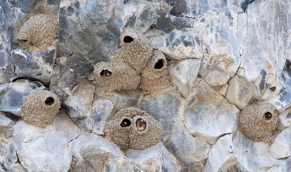 Cliff Swallows in nests, eastern Washington
