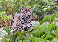 Jaguar in water hyacinths along Cuiaba River, north Pantanal