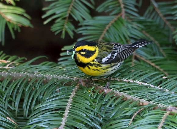 Townsend's Warbler male with prey, eastern Washington