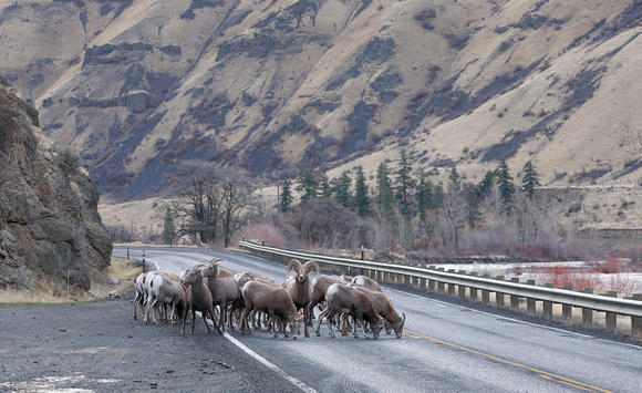 Bighorn sheep on highway licking salt, eastern Washington