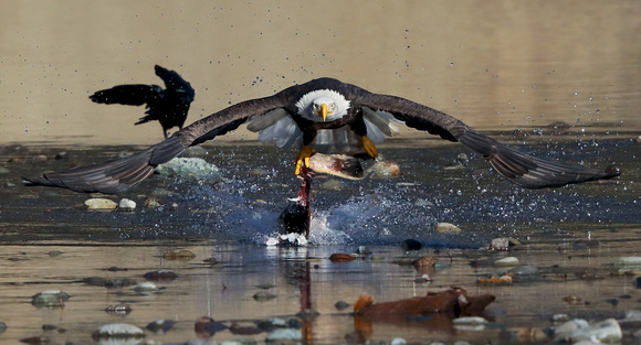 Bald Eagle with fish, Cowlitz River, Washington