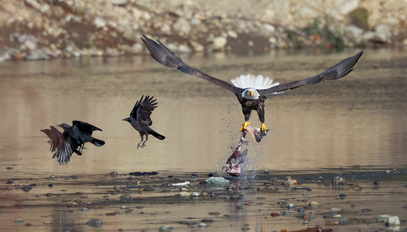Bald Eagle with fish and crows, Cowlitz River, Washington