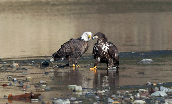 Bald Eagle adult and immature, Cowlitz River, Washingotn
