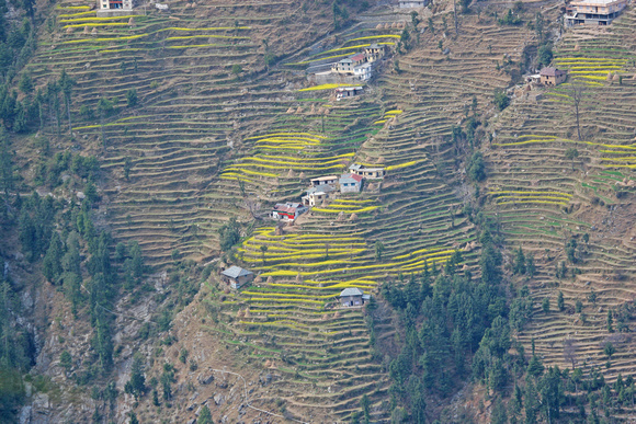 Terraced fields, Dalhousie area, Himachal Pradesh, India