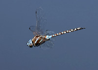 Blue-eyed Darner (Rhionaeschna multicolor) in flight , Carlisle Lake, Washington