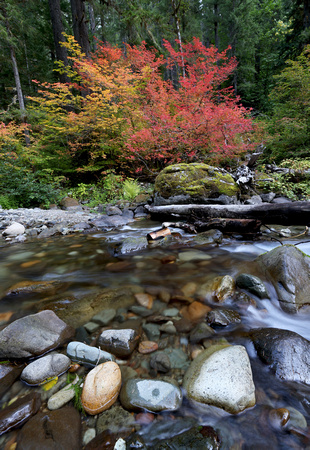 Skate Creek with red vine-maple, Gifford Pinchot National Forest, Washington