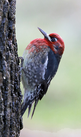 Red-breasted Sapsucker male,  Ocean Shores, Washington