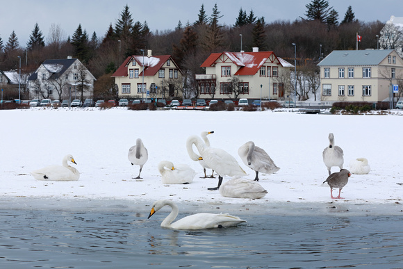 Whooper Swans preening on ice, Reykavik city park, Iceland