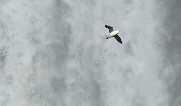 Northern Fulmar flying in front of Skogofoss waterfall, Iceland