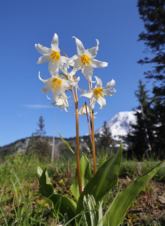 Avalanche lilies (Erythronium grandiflorum) in bloom, Mt. Rainier National Park