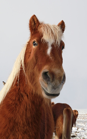 Icelandic horse, south coast of Iceland