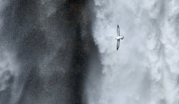 Northern Fulmar flying in front of Seljalandsfoss (waterfall), Iceland
