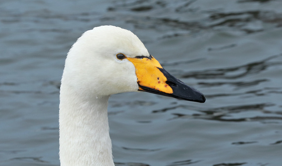 Whooper Swan closeup, Reykjavik city park, Iceland