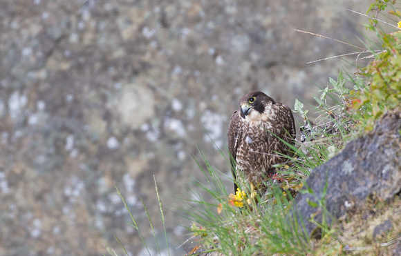 Peregrine Falcon, immature female, western Washington