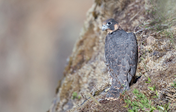 Peregrine Falcon juvenile, western Washington