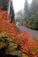 Autumn vine-maples and the Ohanapecosh River, Mt. Rainier National Park, Washington