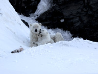Polar bear female with cub (2), Svalbard, Norway