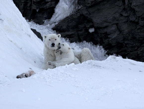 Polar bear female with cub (2), Svalbard, Norway